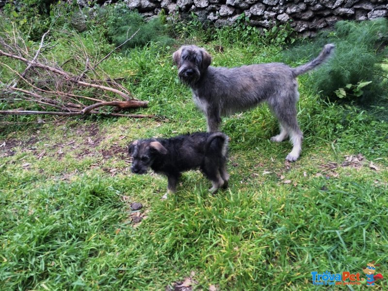 Riesenschnauzer pepe e Sale - Foto n. 3