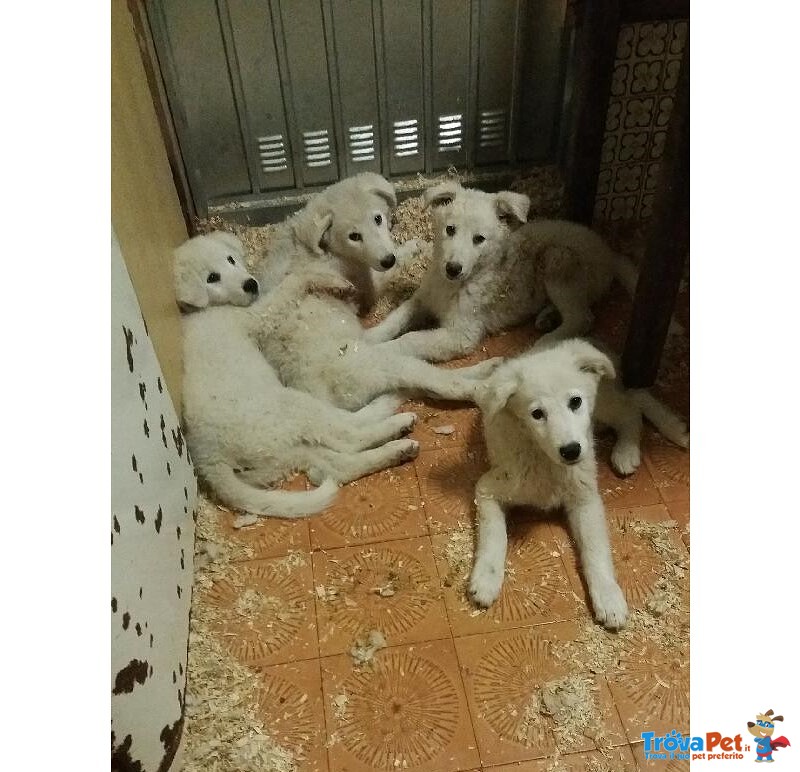 Cuccioli di Pastore Maremmano in Regalo - Foto n. 2