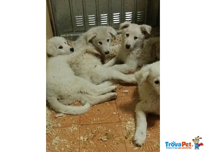 Cuccioli di Pastore Maremmano in Regalo - Foto n. 4