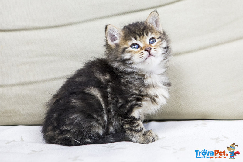 Splendidi Cuccioli Gatto Siberiano Disponibili - Foto n. 1