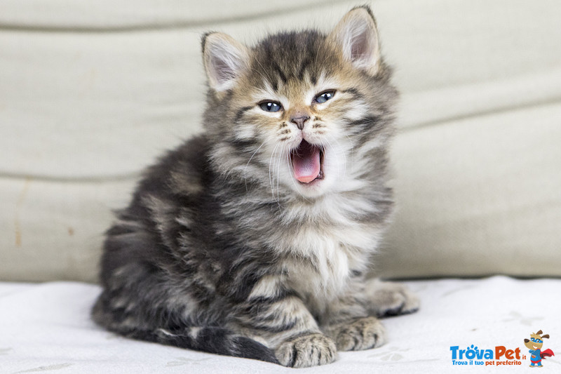 Splendidi Cuccioli Gatto Siberiano Disponibili - Foto n. 2