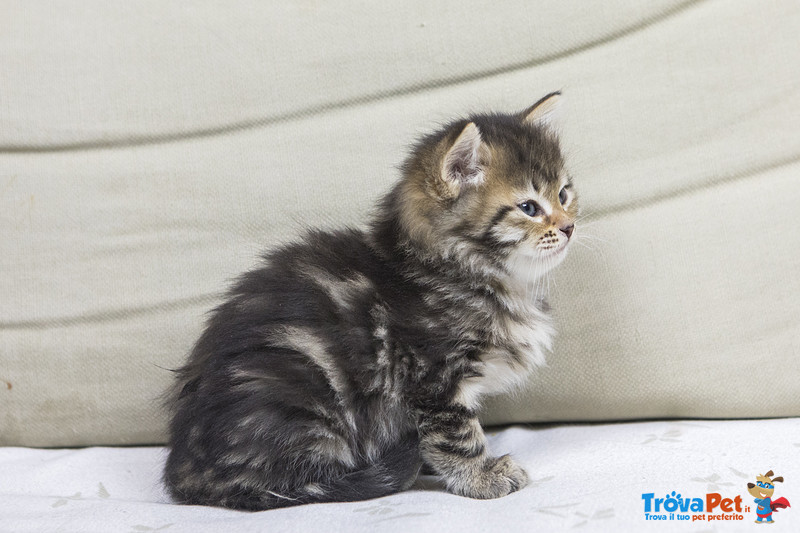 Splendidi Cuccioli Gatto Siberiano Disponibili - Foto n. 3