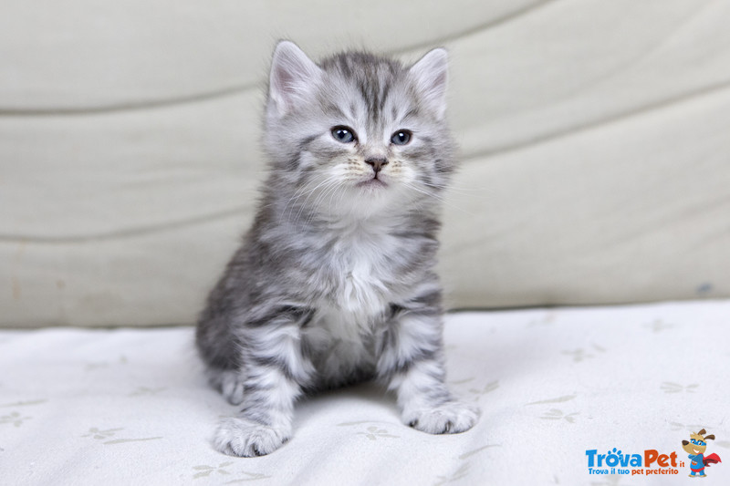 Splendidi Cuccioli Gatto Siberiano Disponibili - Foto n. 5