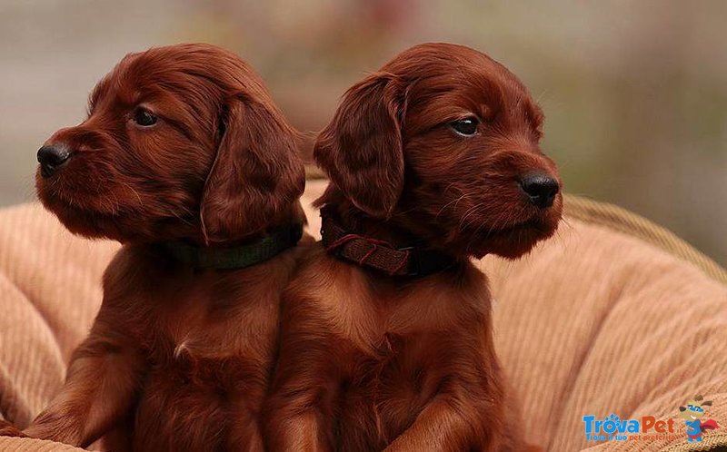 Cuccioli di Setter Irlandese, Pedigree,vaccini kit Cucciolo - Foto n. 1