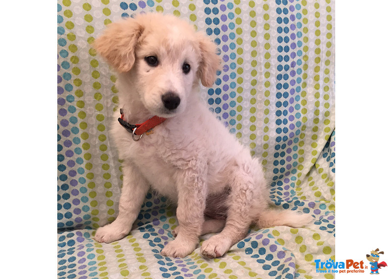 Elly, Cucciola 3 Mesi, così Piccola, la sua vita un Odissea Senza Fine… Cerca Casa - Foto n. 2