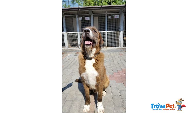 Carlo Bellissimo Cagnolone Cerca Casa - Foto n. 2