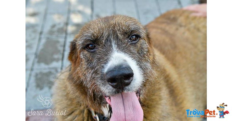 Carlo Bellissimo Cagnolone Cerca Casa - Foto n. 3