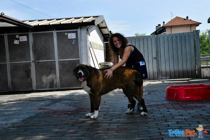 Carlo Bellissimo Cagnolone Cerca Casa - Foto n. 6