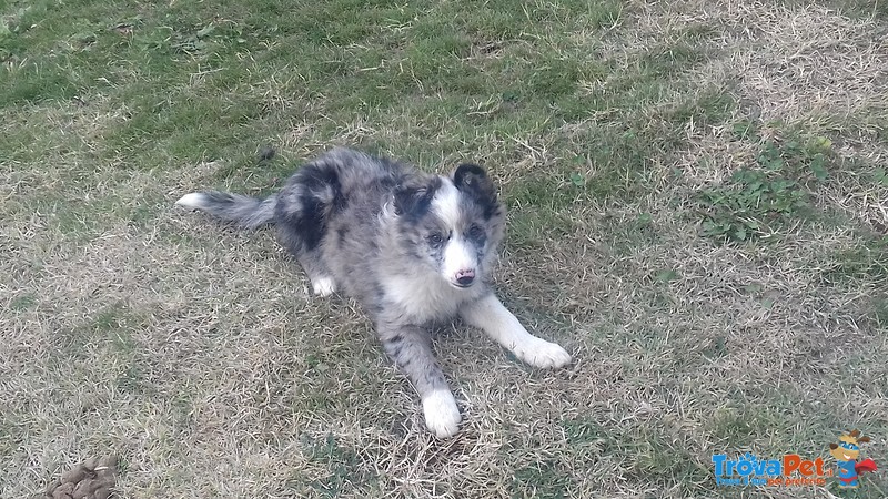 Vendo Cuccioli Border Collie Black e blue Merle - Foto n. 1