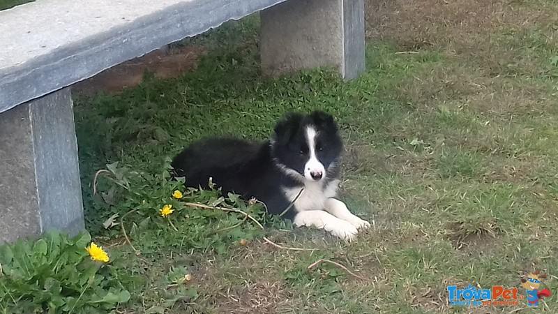 Vendo Cuccioli Border Collie Black e blue Merle - Foto n. 2