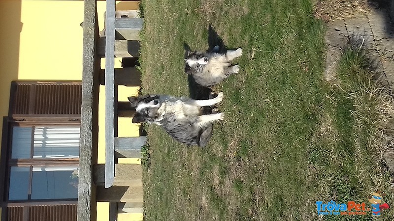 Vendo Cuccioli Border Collie Black e blue Merle - Foto n. 4