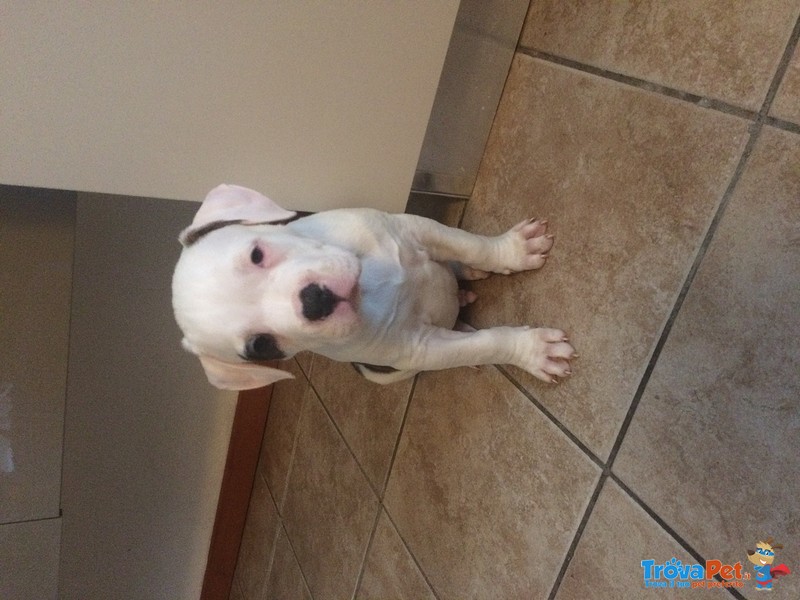 Cuccioli American Bulldog Scott Type - Foto n. 3