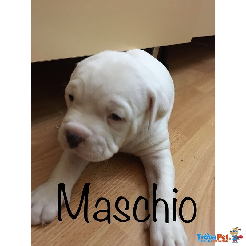 Cuccioli American Bulldog Scott Type - Foto n. 4