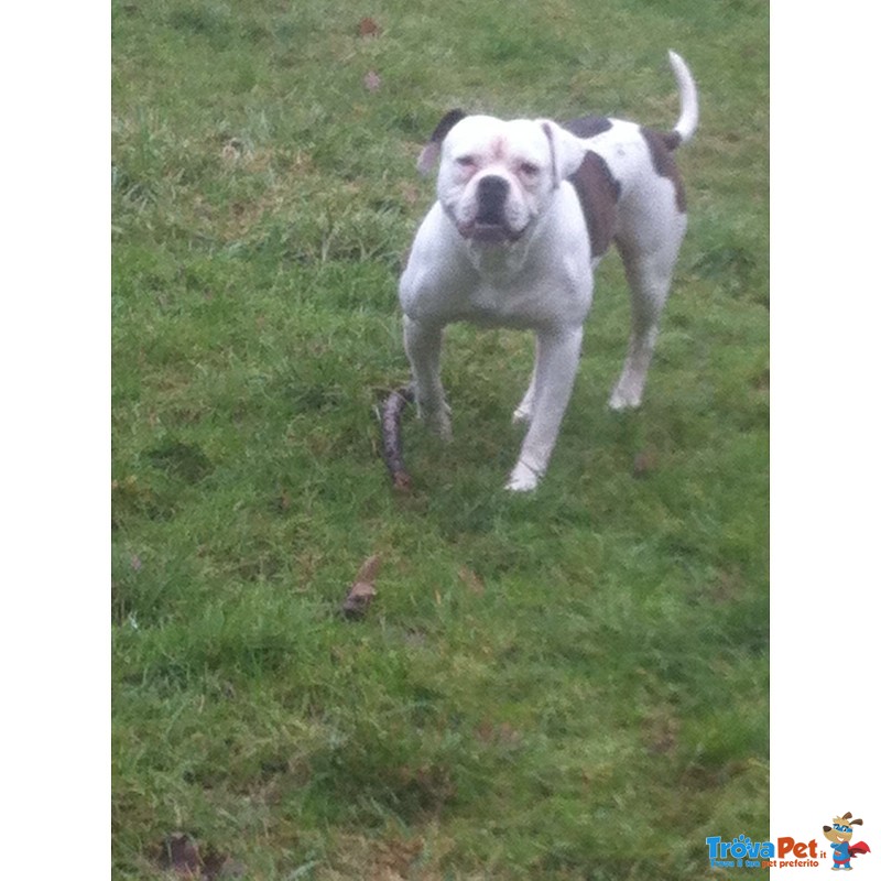 Cuccioli American Bulldog Scott Type - Foto n. 5