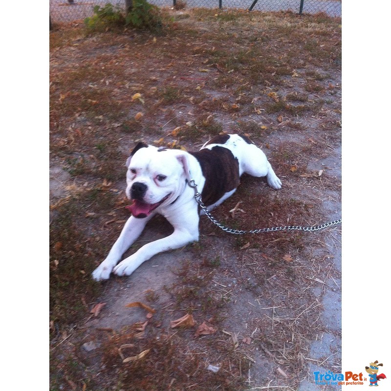 Cuccioli American Bulldog Scott Type - Foto n. 6