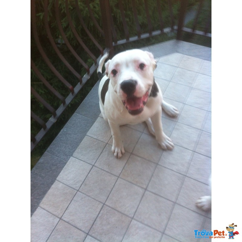 Cuccioli American Bulldog Scott Type - Foto n. 7