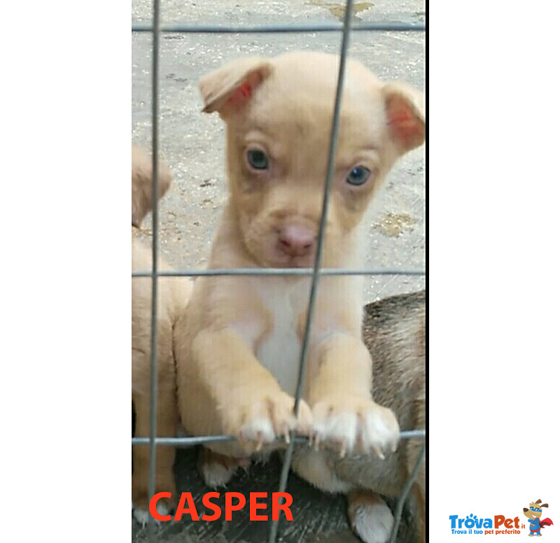 Casper, Lara, Nerone, Pimpa e Clara, 3 Mesi, Futura Taglia Media Contenuta, Buttati in Campagna a So - Foto n. 1