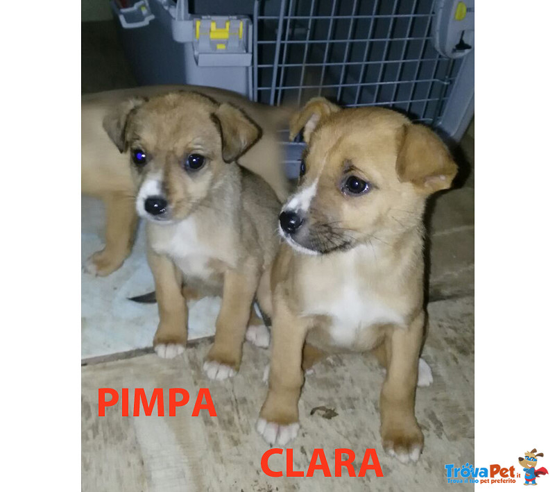 Casper, Lara, Nerone, Pimpa e Clara, 3 Mesi, Futura Taglia Media Contenuta, Buttati in Campagna a So - Foto n. 2