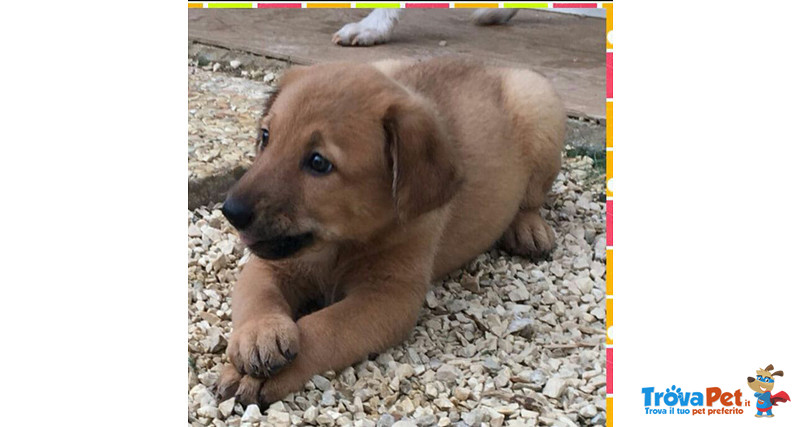 Lucky, Buttato in una Scatola Accanto alla Spazzatura, Quando Ancora Neonato, Cerca Casa - Foto n. 1