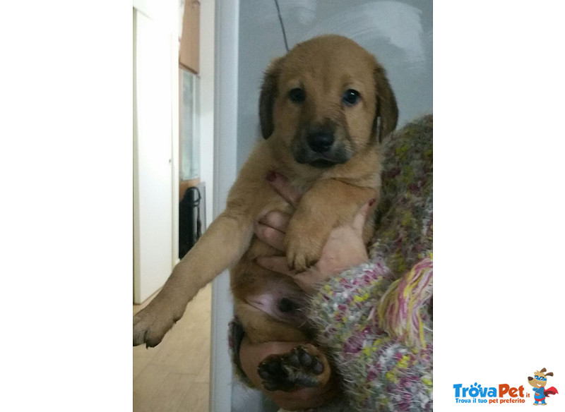 Lucky, Buttato in una Scatola Accanto alla Spazzatura, Quando Ancora Neonato, Cerca Casa - Foto n. 2