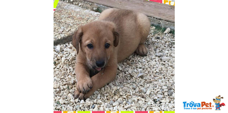 Lucky, Buttato in una Scatola Accanto alla Spazzatura, Quando Ancora Neonato, Cerca Casa - Foto n. 3