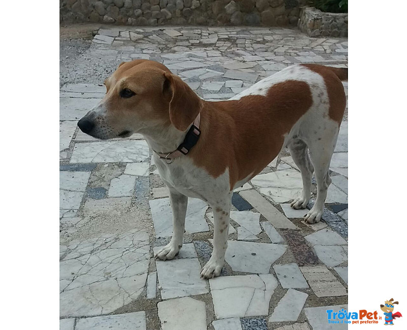 Juliet, Incrocio Beagle, Dolcissima Cagnolina, 1 Anno, Scacciata Malamente dal Quartiere dove Viveva - Foto n. 1