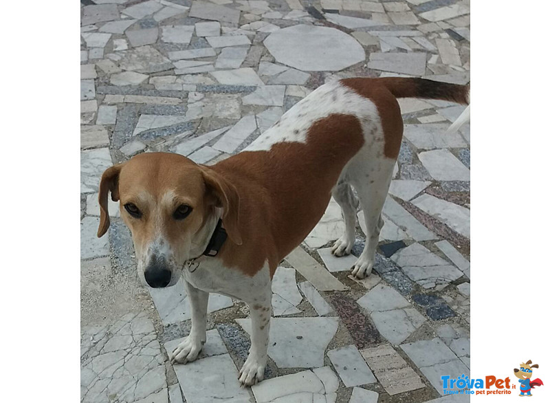 Juliet, Incrocio Beagle, Dolcissima Cagnolina, 1 Anno, Scacciata Malamente dal Quartiere dove Viveva - Foto n. 2