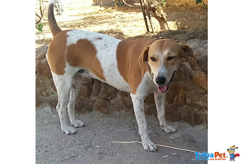 Juliet, Incrocio Beagle, Dolcissima Cagnolina, 1 Anno, Scacciata Malamente dal Quartiere dove Viveva - Foto n. 3