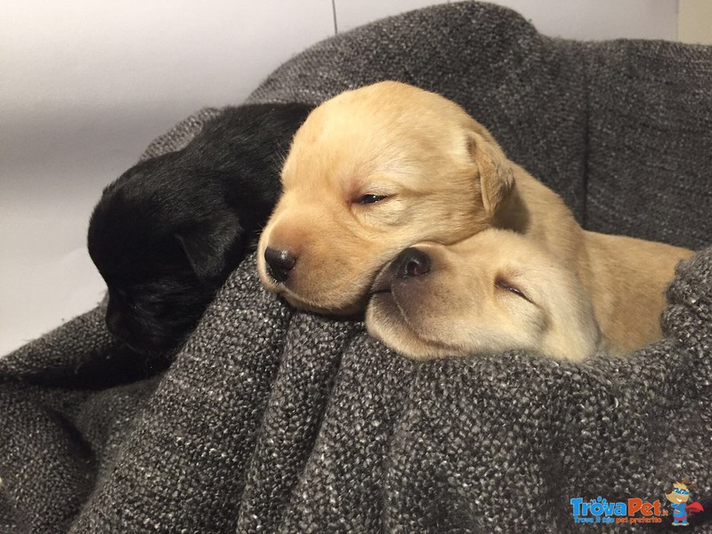 Cuccioli di Labrador - Foto n. 1