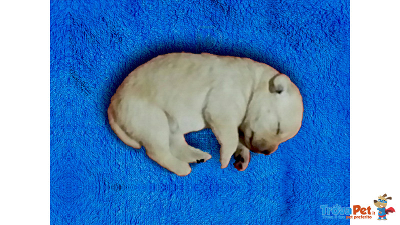 Cuccioli di Labrador - Foto n. 6