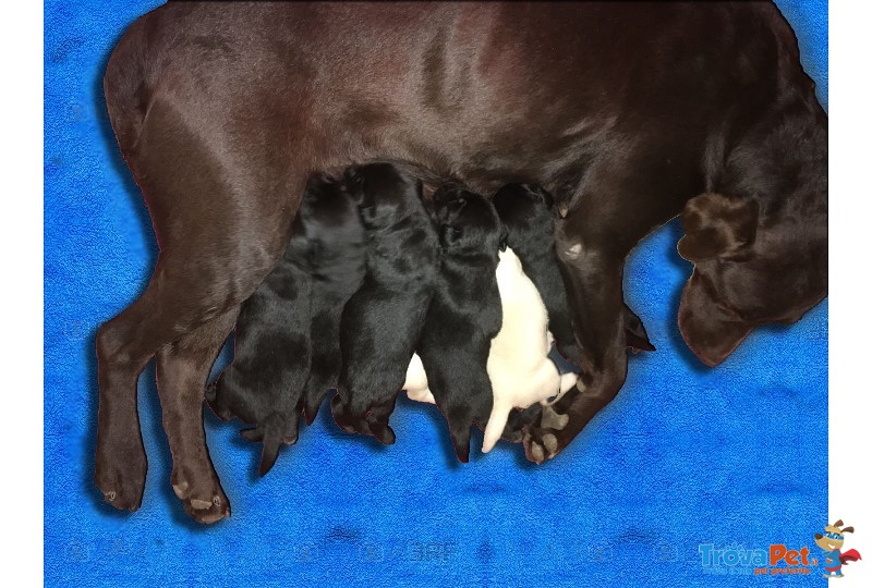 Cuccioli di Labrador - Foto n. 9