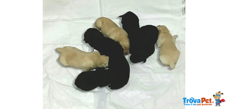 Cuccioli di Labrador - Foto n. 10