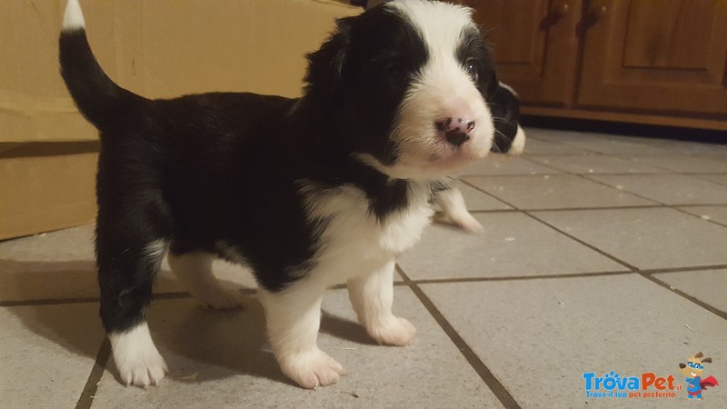 Cuccioli Border Collie con Pedigree - Foto n. 1