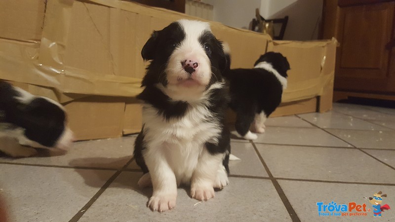 Cuccioli Border Collie con Pedigree - Foto n. 2