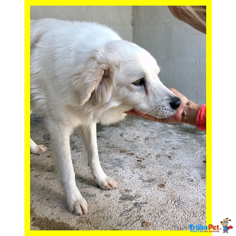 Truman Cagnolone Dolcissimo Tenero e Delicato con un Occhietto Velato - Foto n. 4