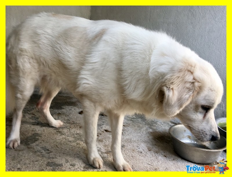 Truman Cagnolone Dolcissimo Tenero e Delicato con un Occhietto Velato - Foto n. 6