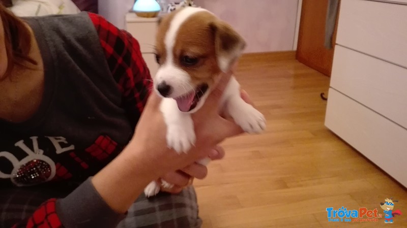 Cuccioli jack Russell - Foto n. 2