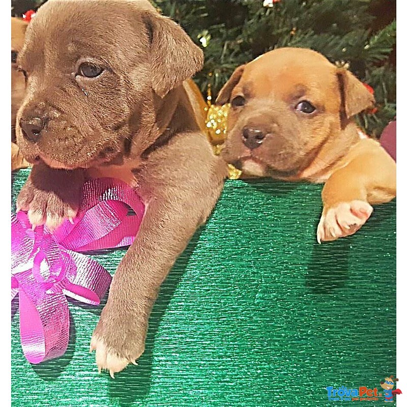 Cuccioli American Staffordshire Terrier Blue - Foto n. 2