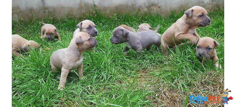 Cuccioli American Staffordshire Terrier Blue - Foto n. 3