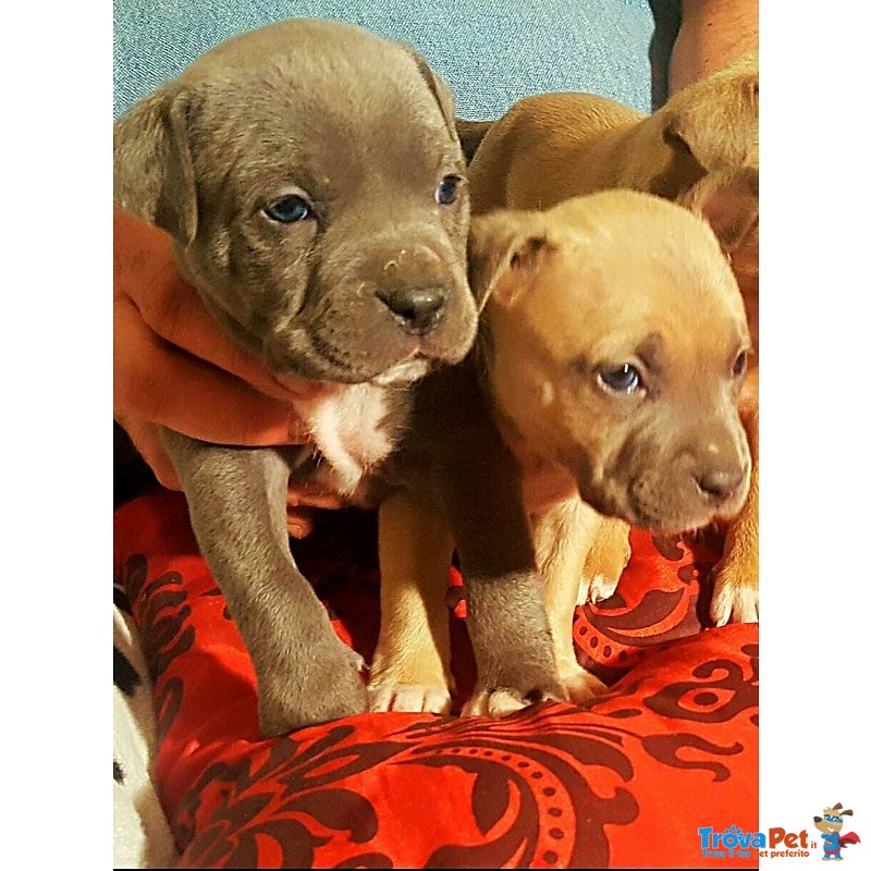 Cuccioli American Staffordshire Terrier Blue - Foto n. 1