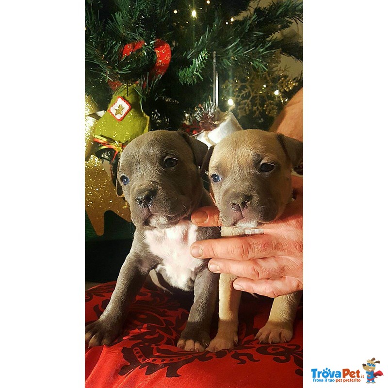 Cuccioli American Staffordshire Terrier Blue - Foto n. 6