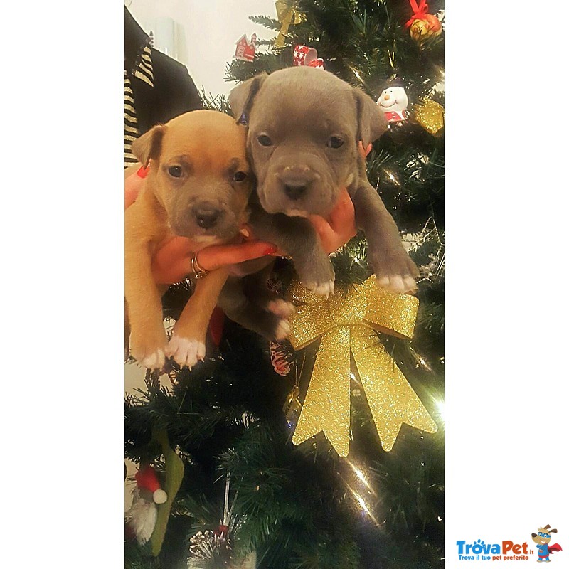 Cuccioli American Staffordshire Terrier Blue - Foto n. 7