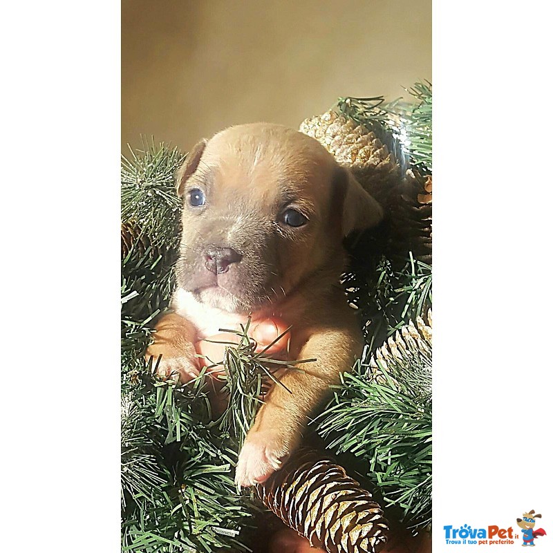 Cuccioli American Staffordshire Terrier Blue - Foto n. 8