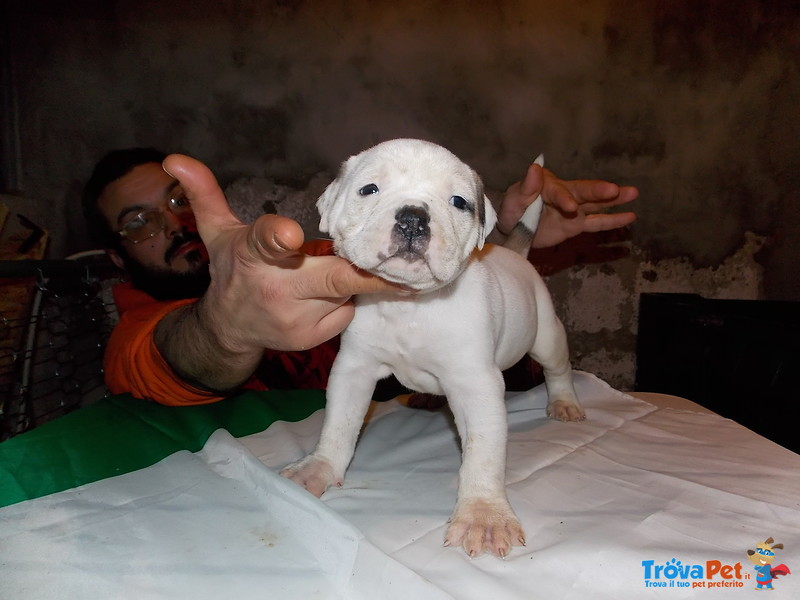 Cuccioli di American Bulldog - Foto n. 1