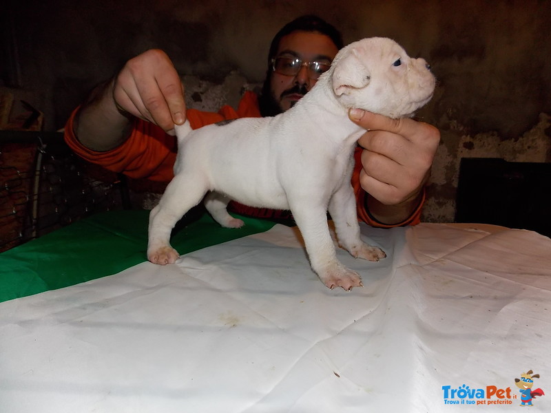 Cuccioli di American Bulldog - Foto n. 2