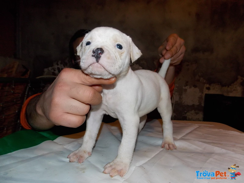 Cuccioli di American Bulldog - Foto n. 3