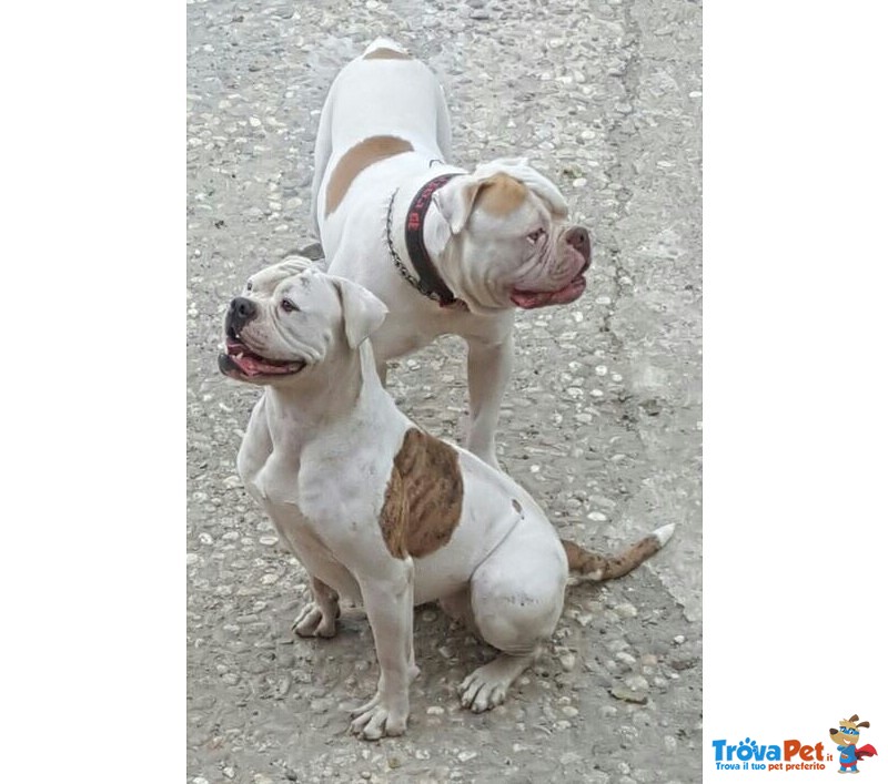 Cuccioli di American Bulldog - Foto n. 5