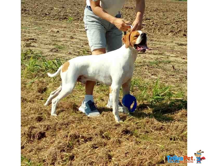 Pointer Inglese Cuccioli - Foto n. 2