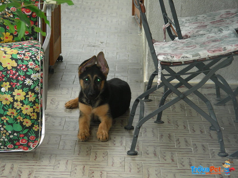 Cuccioli di Pastore Tedesco - Foto n. 2