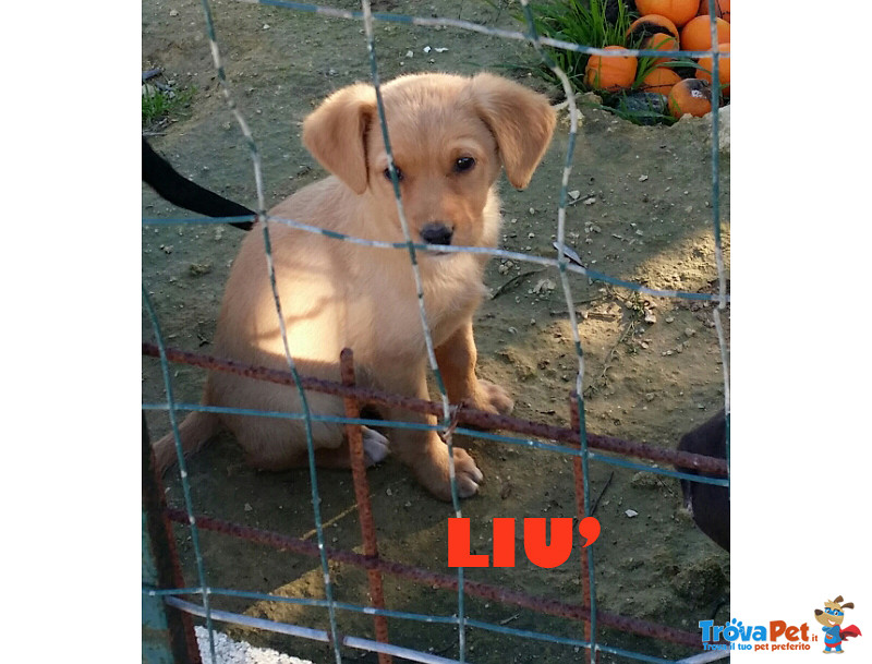 Liu’, Isabella, Olivia, Cuccioli 3 Mesi, Taglia Media Contenuta, Abbandonati a Pochi Giorni di Vata, - Foto n. 2